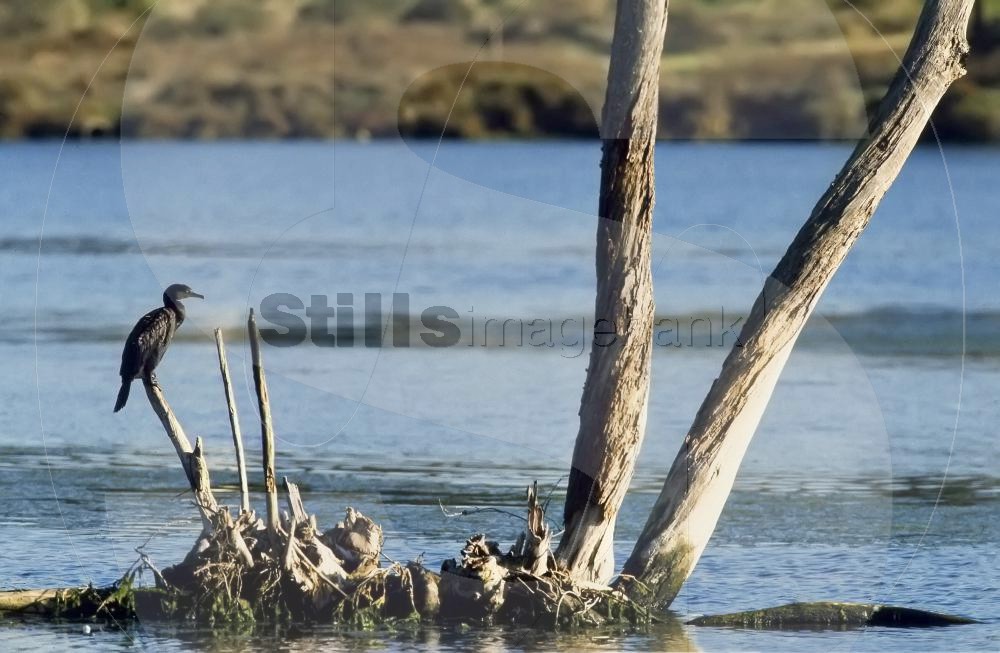 Cormorant