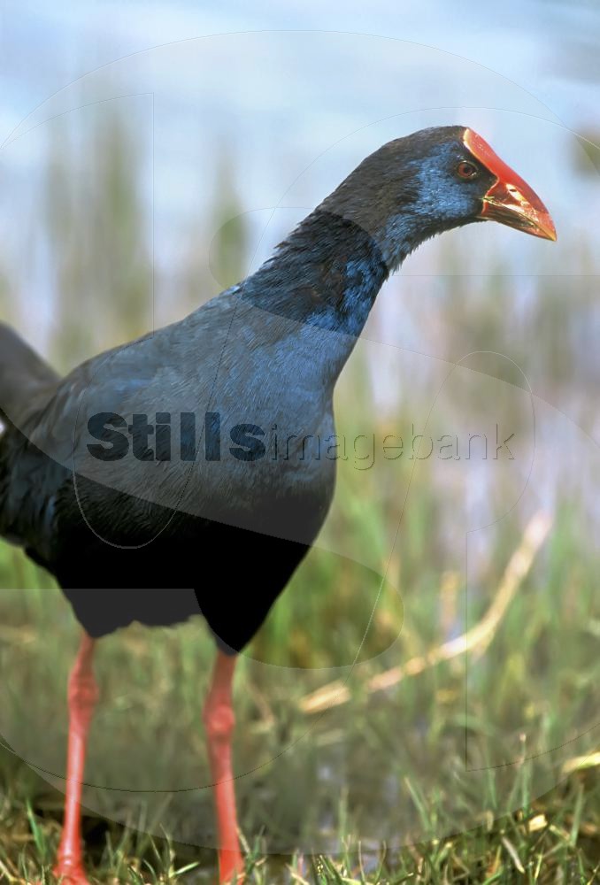 Purple swamphen at Ria Formosa