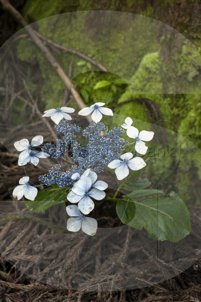 Hydrangea