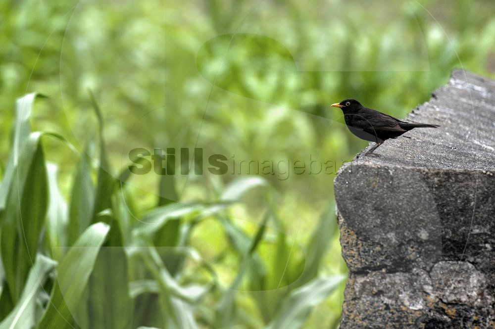 Black-Melre