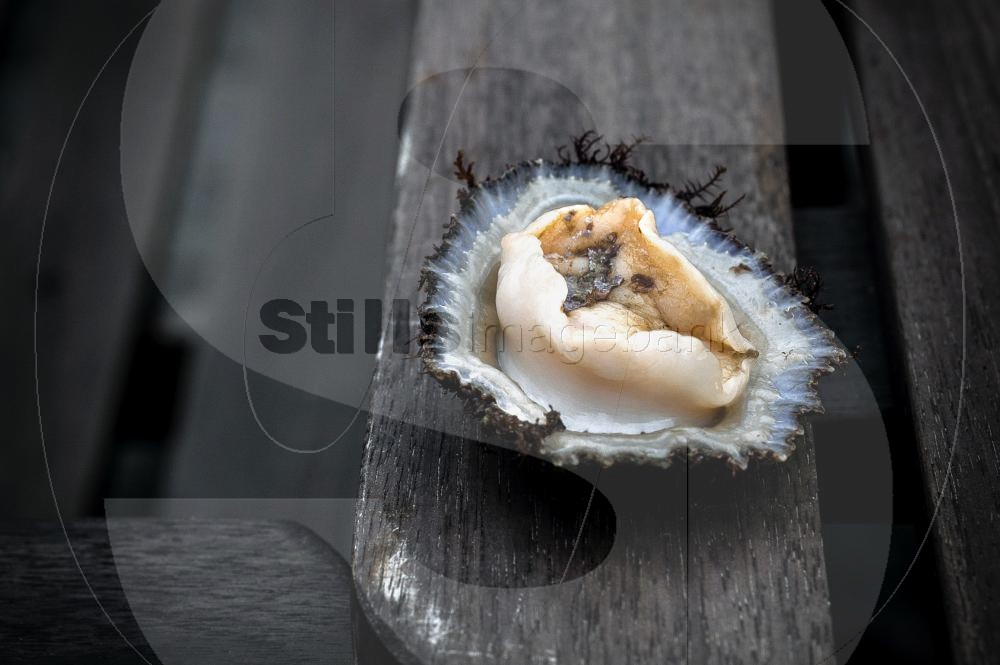 Limpet