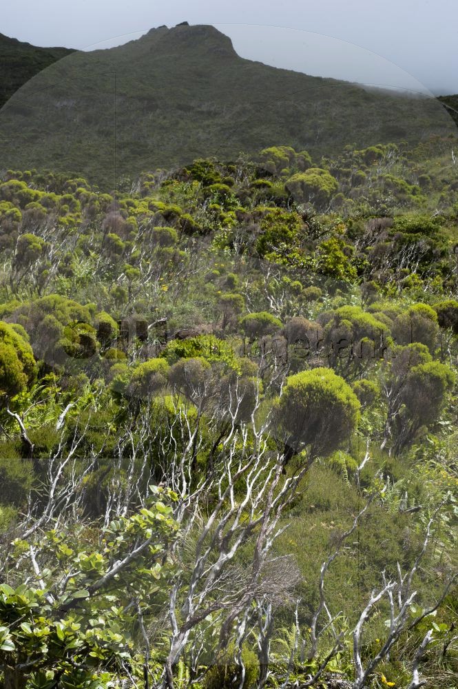 Pico mountain