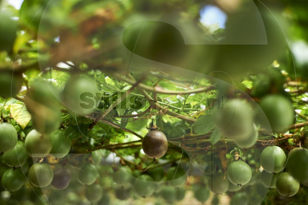 Passion fruit