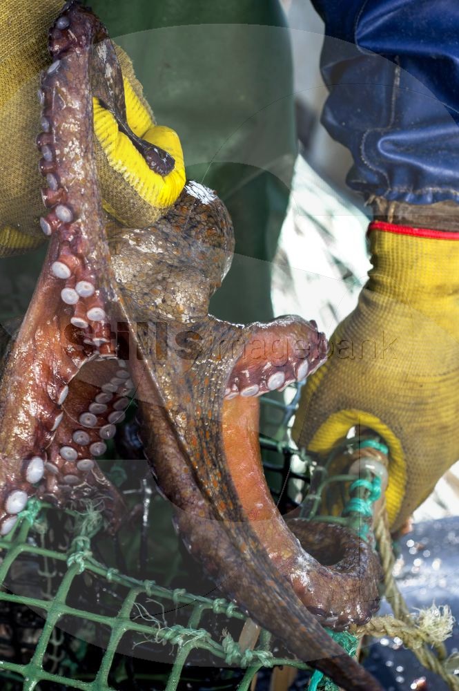 Octopus fishing with cove trap