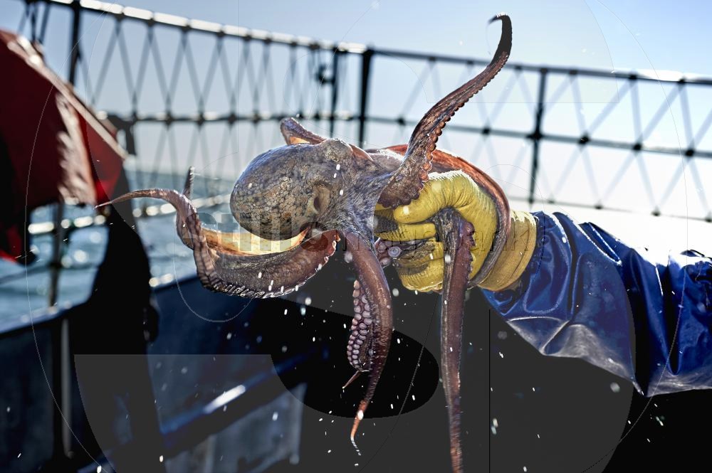 Octopus fishing
