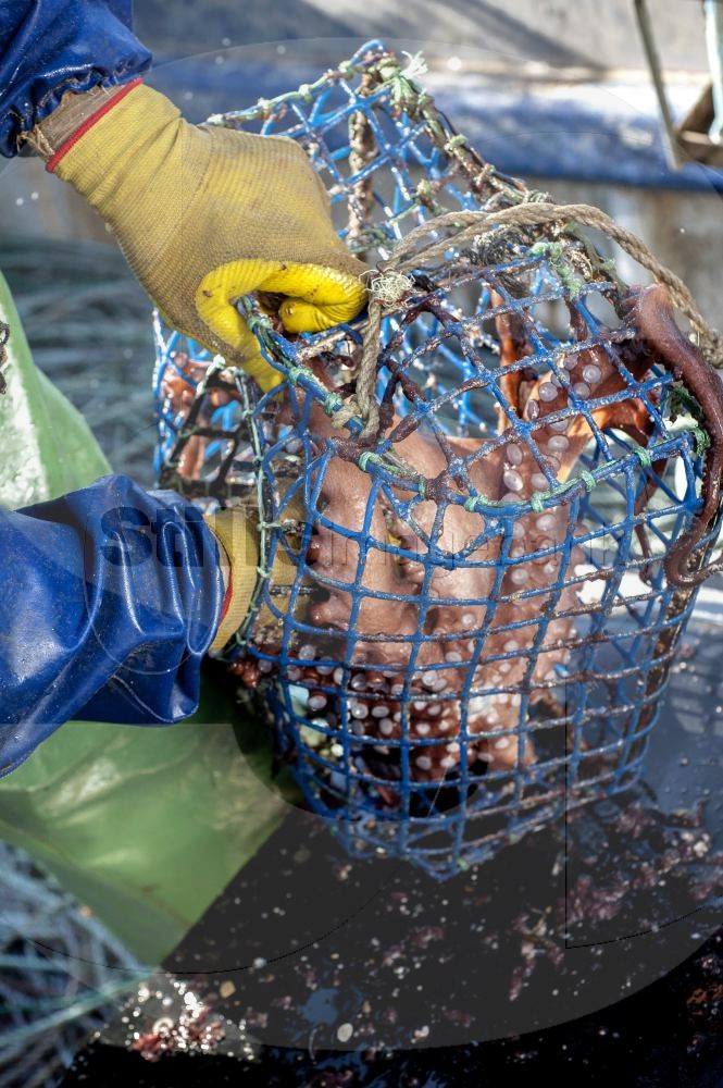 Octopus fishing with cove trap