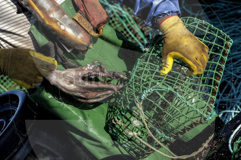 Octopus fishing with cove trap