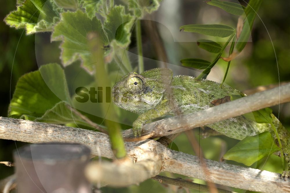 Chameleon of Ria Formosa