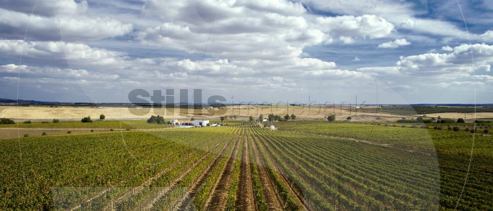 Ribafreixo vineyard
