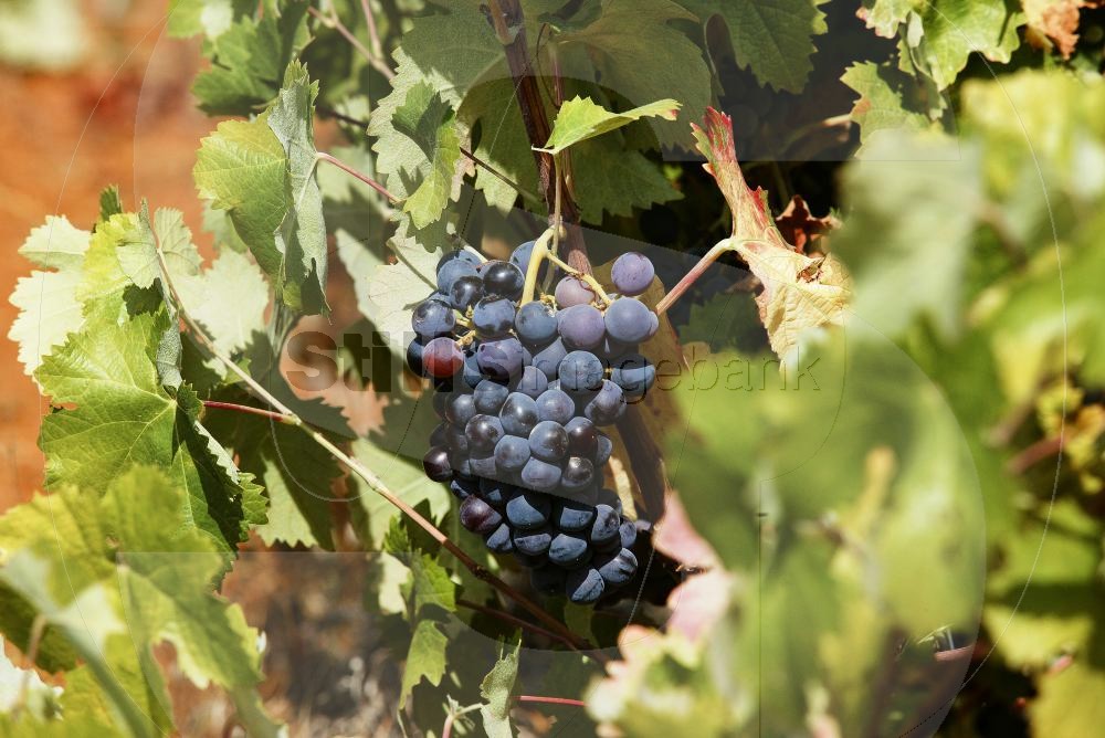 Vine with grapes