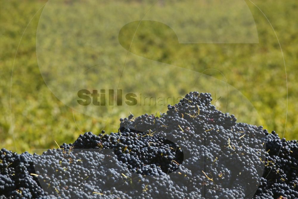 Grapes