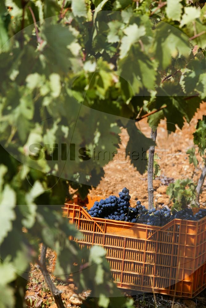 Vine with collected grapes