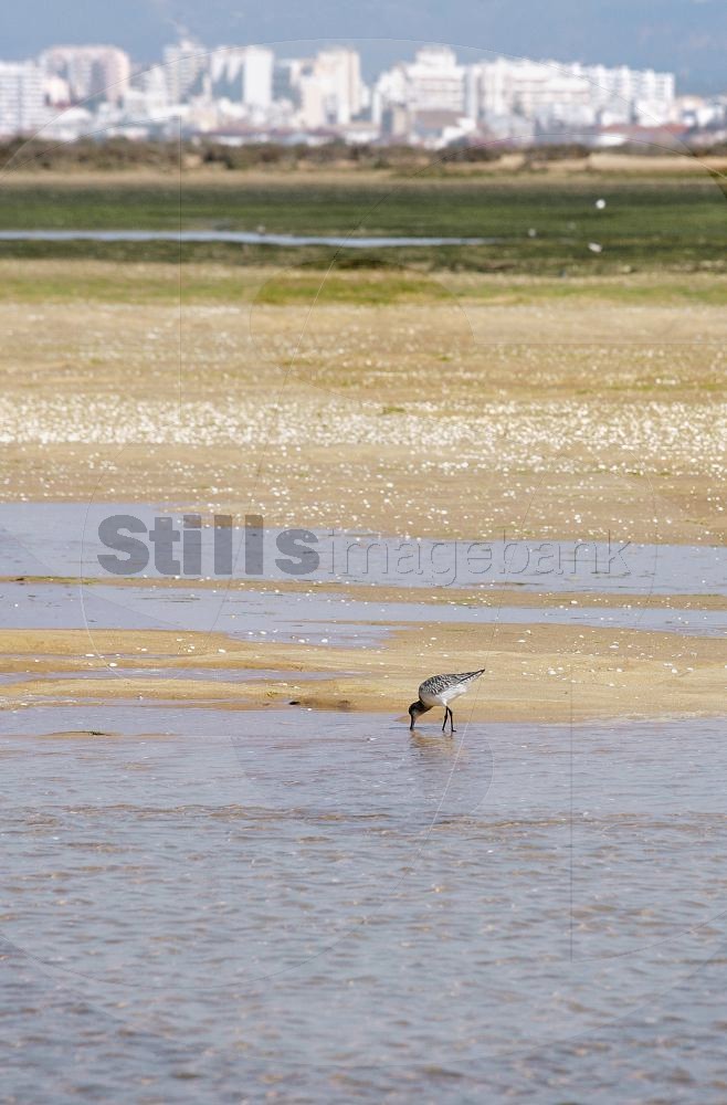 Black tailed godwit