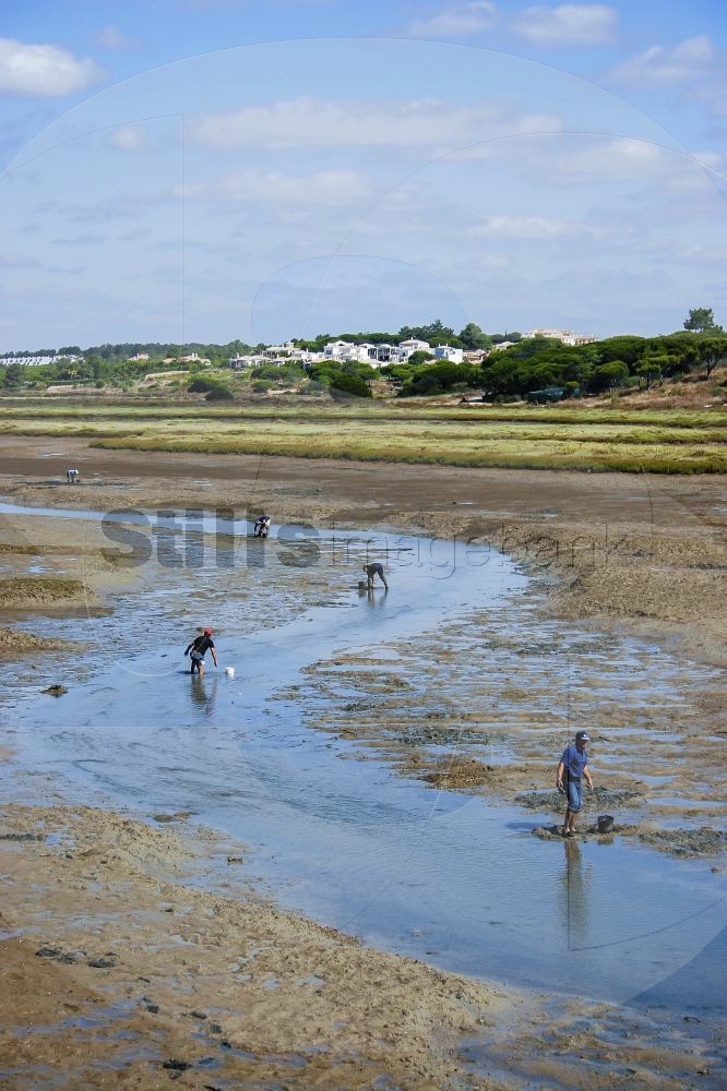 Clam picking (RM)