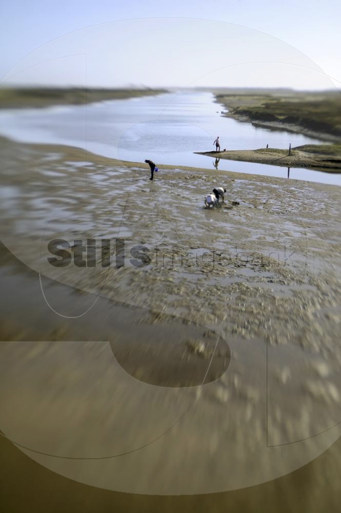 Clam picking
