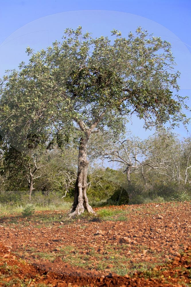 Carob Tree