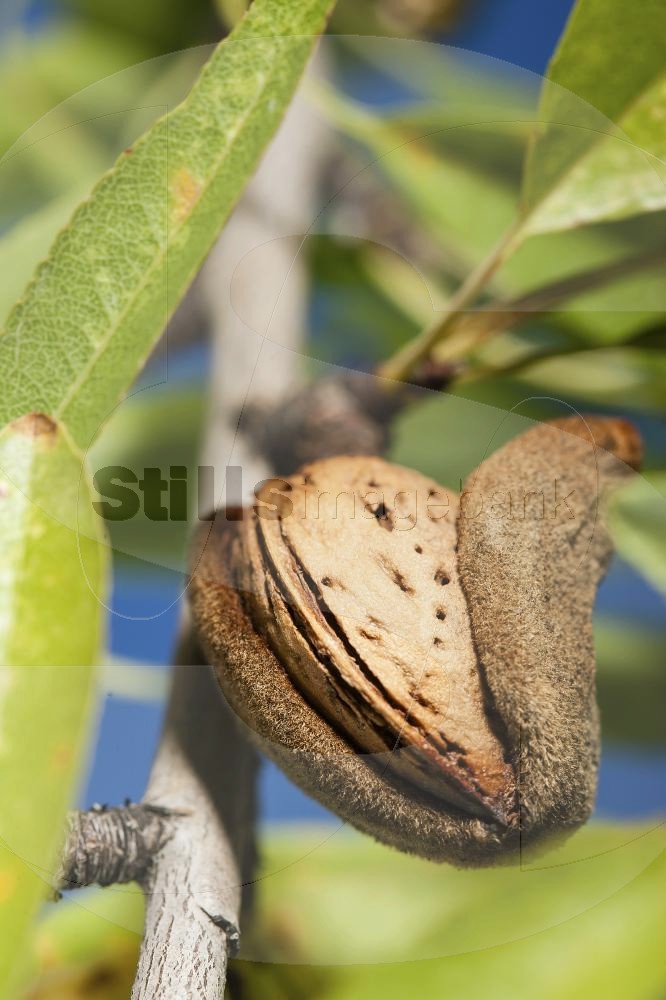 Almond in the tree