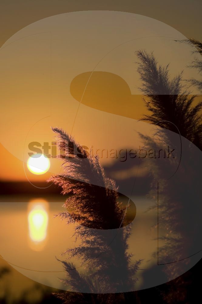 Pampas grass