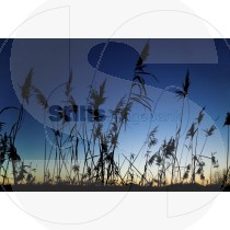 Pampas grass