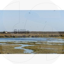 Birds at Ria Formosa