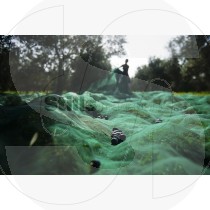 Olive harvest