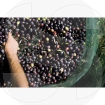 Olive harvest