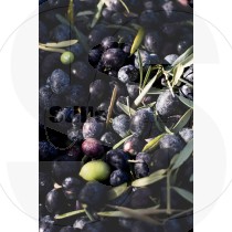 Olive harvest