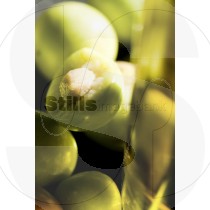 Unripe Olive