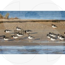 Oystercatcher