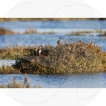 Whimbrel and Common ringed plover