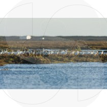 Eurasian spoonbill