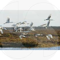 Eurasian spoonbill