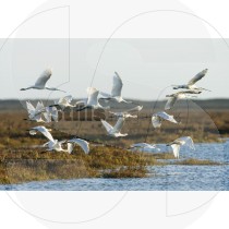 Eurasian spoonbill
