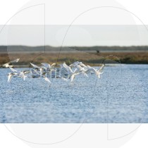 Eurasian spoonbill