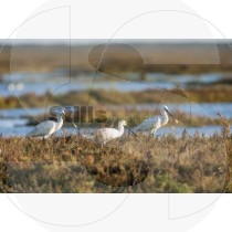 Eurasian spoonbill