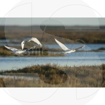 Eurasian spoonbill