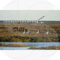 Eurasian spoonbill