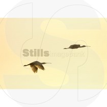 Eurasian spoonbill