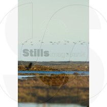 Cormorants in Ria Formosa
