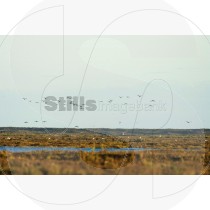 Cormorants in Ria Formosa