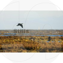 Cormorant