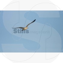 Seagull