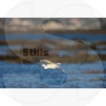 Little egret