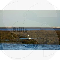 Little egret