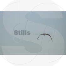 Seagull