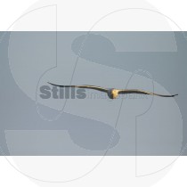 Seagull