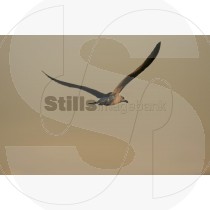 Seagull