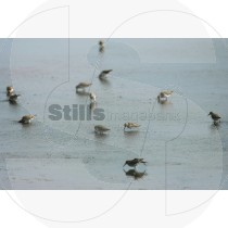 Dunlin