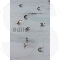 Dunlin