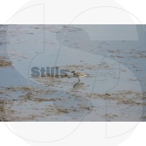 Common ringed plover